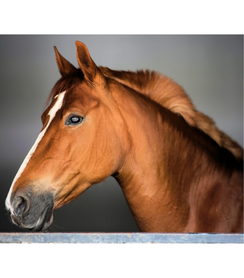 Sorrel Horse Head Ready to Hang Made in USA